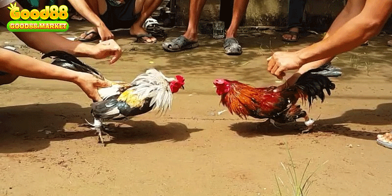 Cách xem lối đá của gà - Ngôn ngữ cơ thể