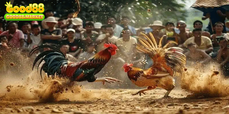 Đòn Đá Chết Gà