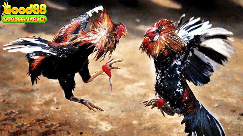 Đòn đá chết gà kết liễu nhanh chóng