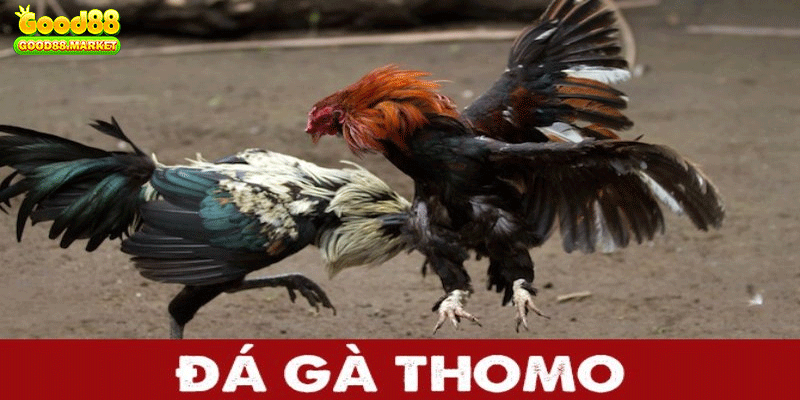 Học chiến thuật từ bậc thầy đá gà GOOD88