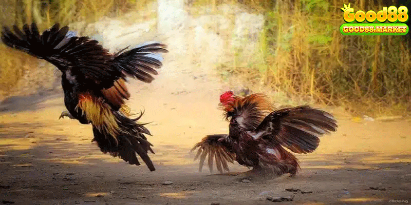 Phân tích các loại rủi ro đá gà ăn tiền