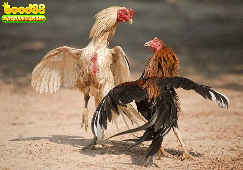 Phân tích dáng đá của gà khi thử kèo